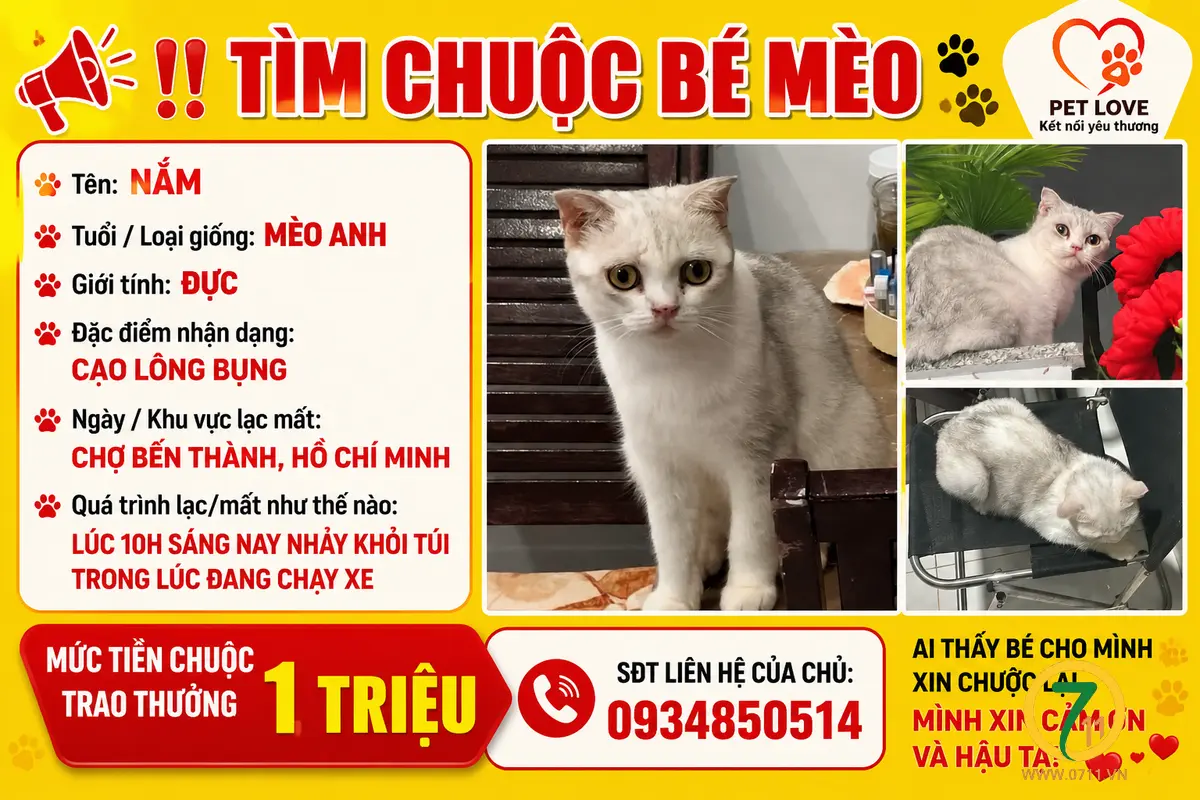 Tìm chuộc bé mèo anh thất lạc ở Hồ Chí Minh