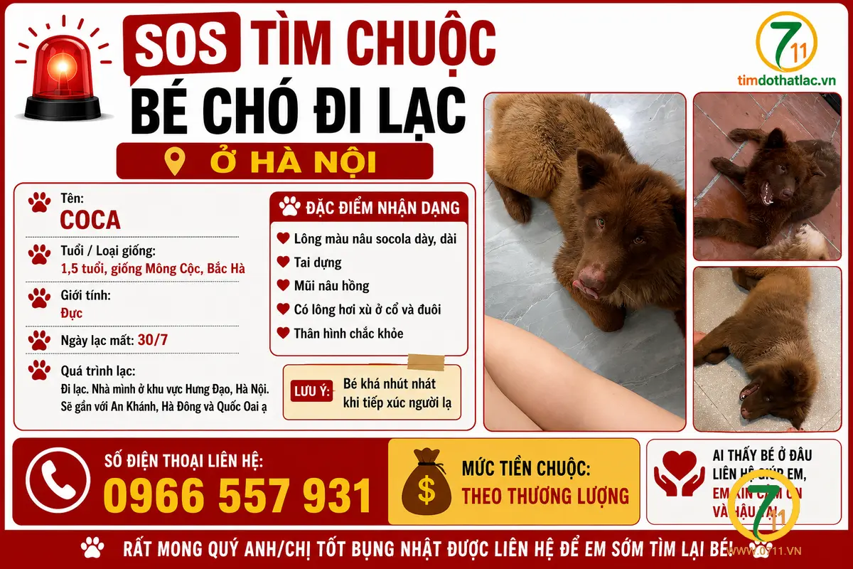 🆘 TÌM CHUỘC BÉ CHÓ ĐI LẠC Ở HÀ NỘI