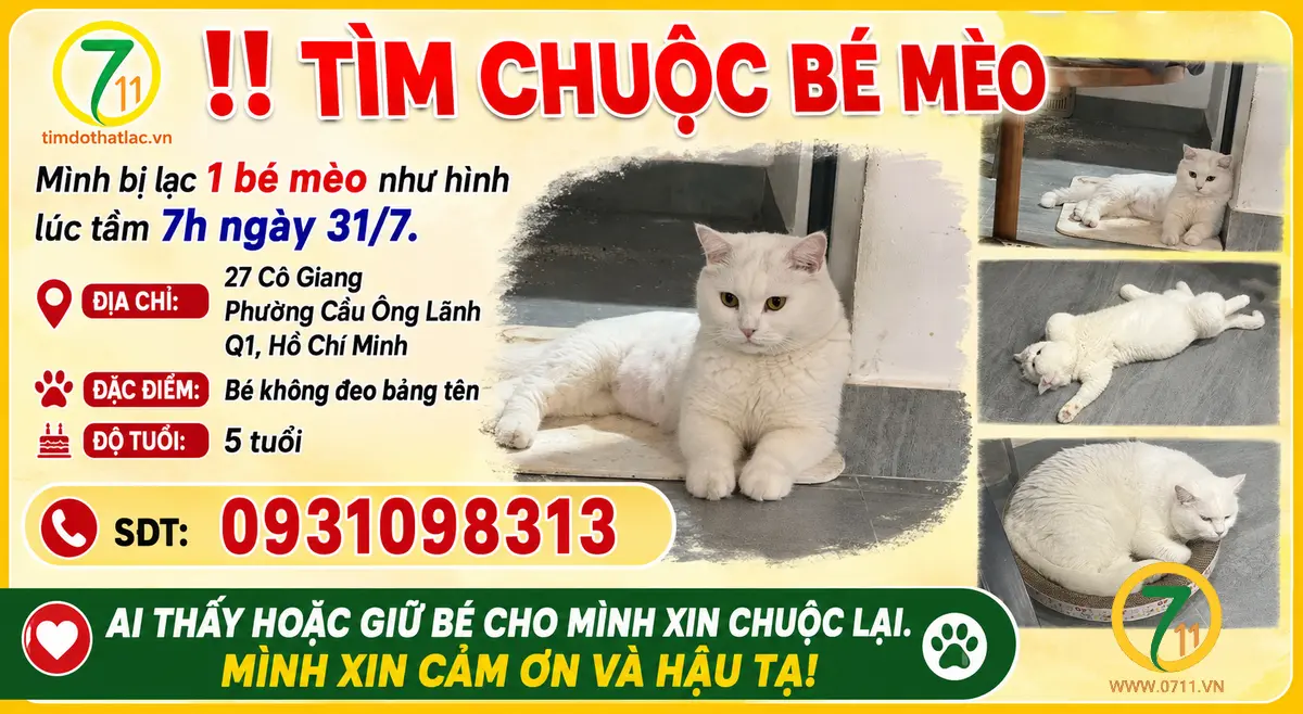 Tìm chuộc bé mèo thất lạc ở Hồ Chí Minh