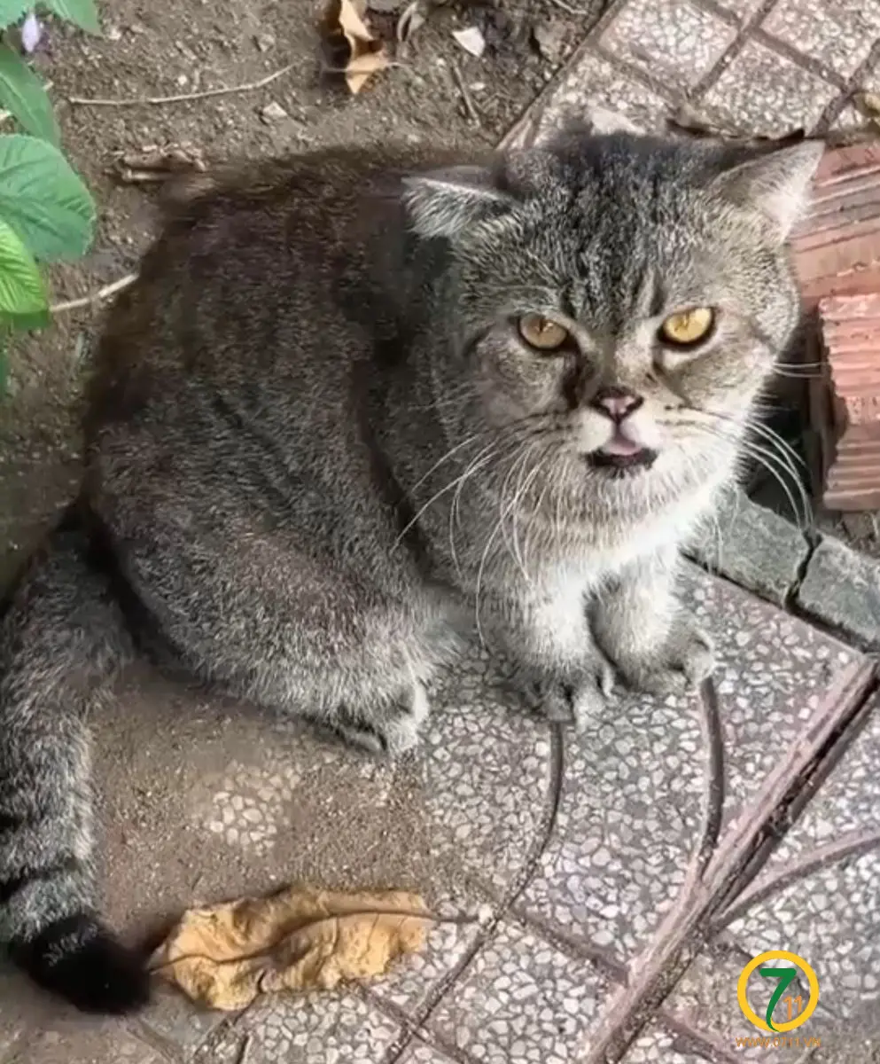 🐾 Tìm chuộc bé mèo ALN lai lạc tại TP HCM