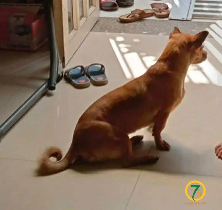 🐾 Tìm chuộc bé chó Póc Lai Ta lạc tại TP HCM