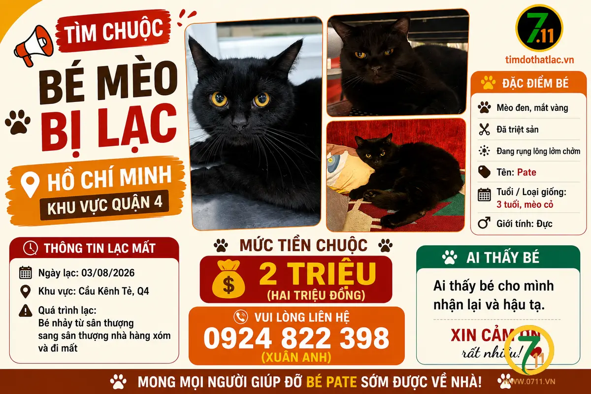 ‼️ Hồ Chí Minh: Tìm chuộc bé mèo lạc tại khu vực quận 4