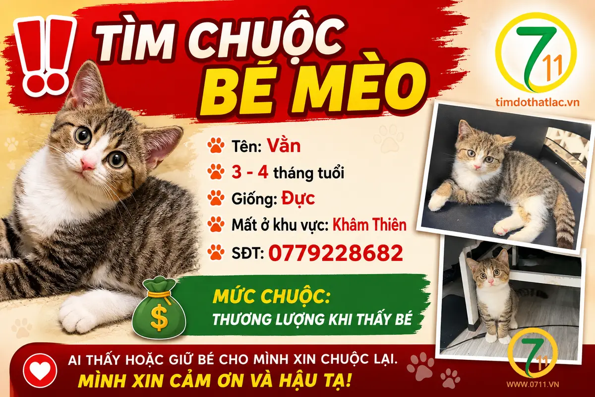 Tìm chuộc bé mèo thất lạc ở Hà Nội