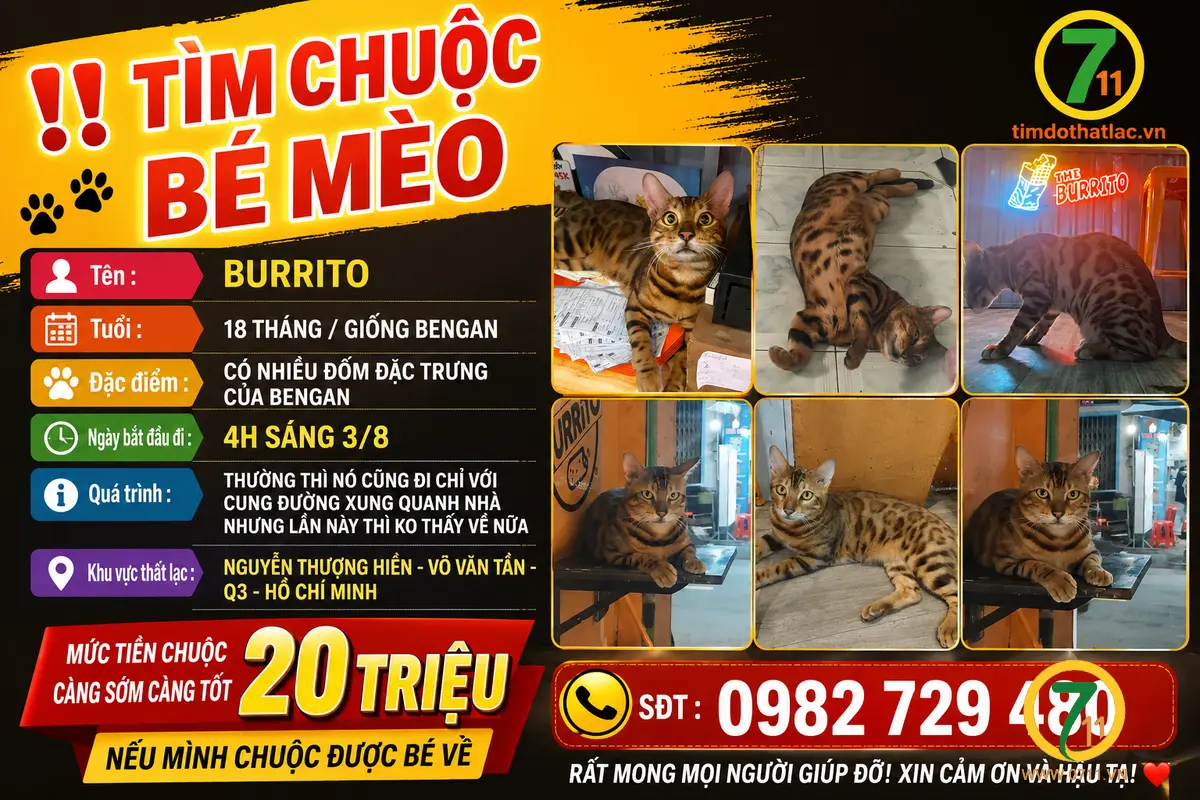 Tìm chuộc bé mèo thất lạc ở Hồ Chí Minh