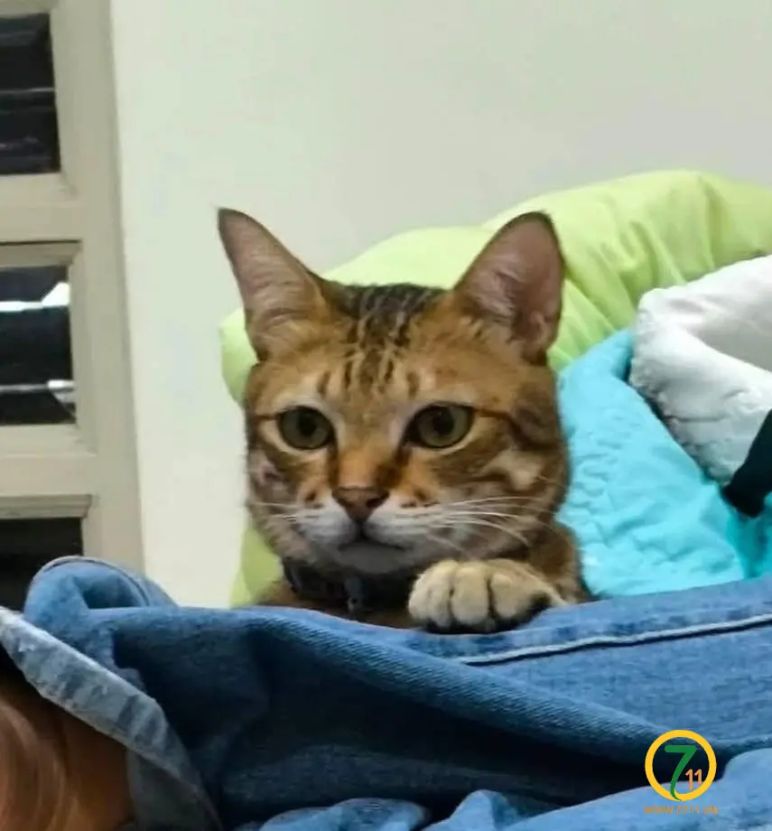 🐾 tìm chuộc bé mèo ta lạc tại TP HCM như hình