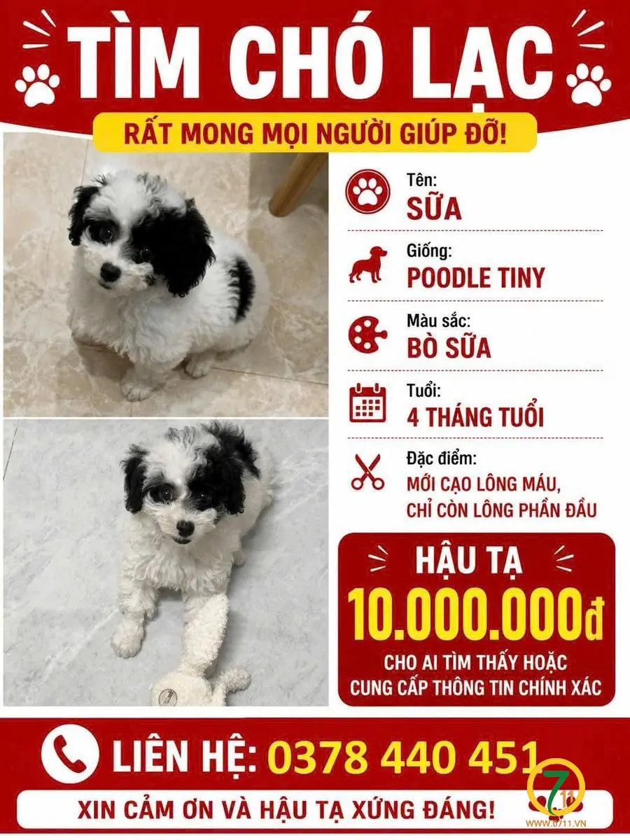 Tìm bé cún thất lạc tại An Biên, hậu tạ 10 triệu đồng