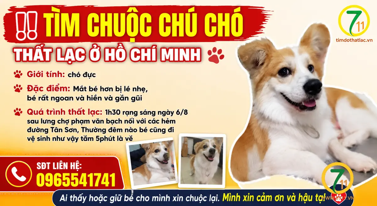 Tìm chuộc chú chó thất lạc ở Hồ Chí Minh