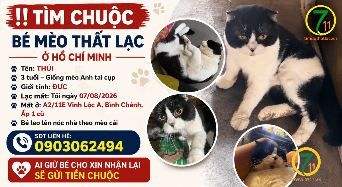 Tìm chuộc bé mèo thất lạc ở Hồ Chí Minh