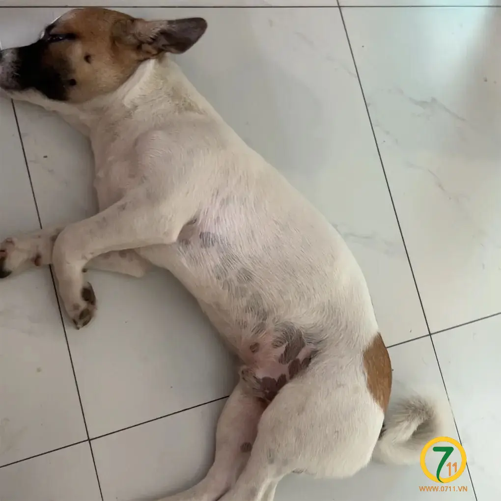 ‼️ Hồ Chí Minh: Tìm chuộc bé chó lạc tại khu vực chợ Tân Phú Trung