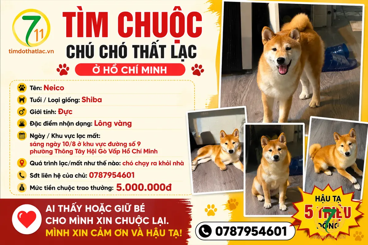 Tìm chuộc chú chó shiba thất lạc ở Hồ Chí Minh