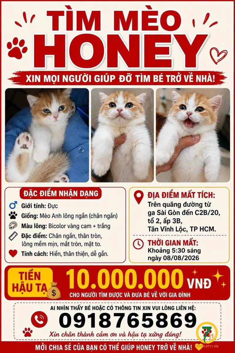 Tìm chuộc bé mèo thất lạc ở Hồ Chí Minh