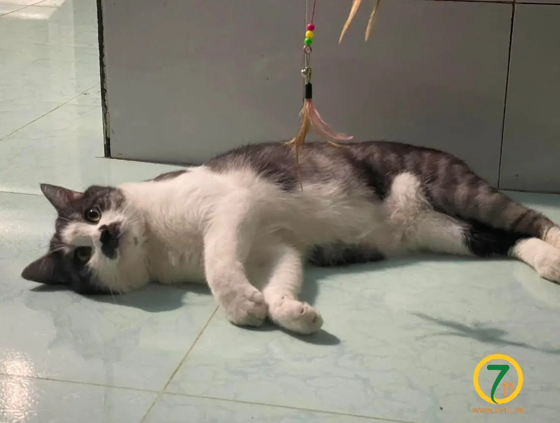 🐾 tìm chuộc bé mèo bicolor trắng đen lạc tại TP HCM
