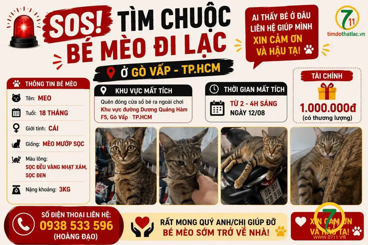 🆘 TÌM CHUỘC BÉ MÈO ĐI LẠC Ở GÒ VẤP - TPHCM