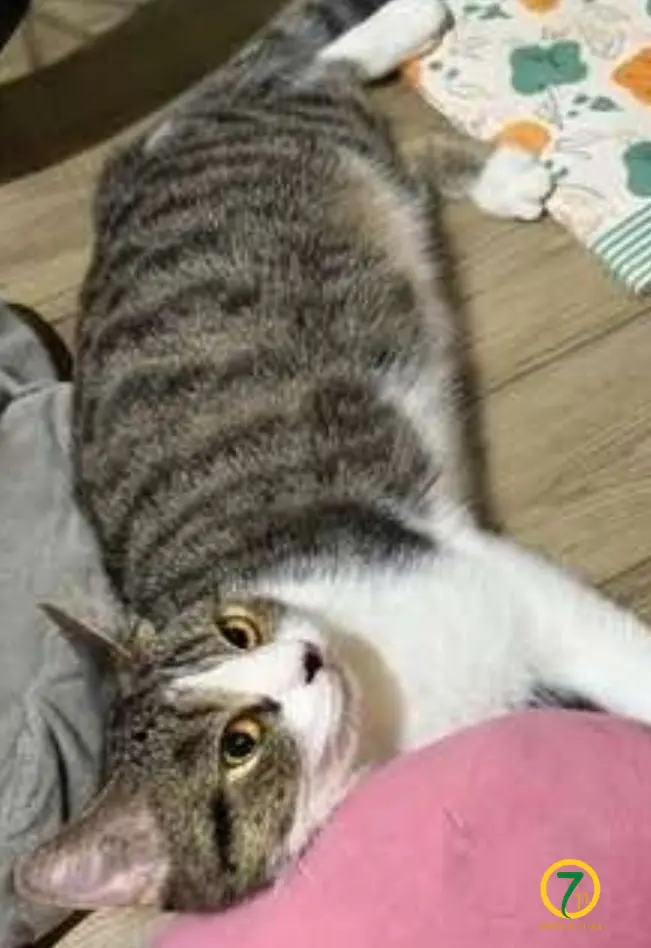 🐾 Tìm chuộc mèo mướp lai lạc tại TP HCM