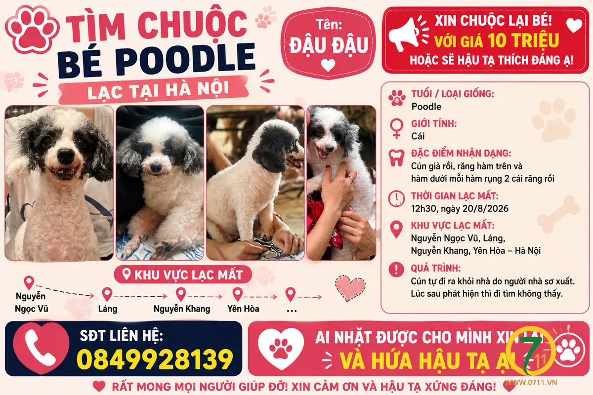 🐾tìm chuộc bé Poodle như hình lạc tại Hà Nội