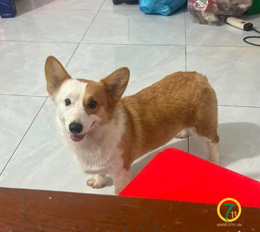 🐾 tìm bé corgi lạc tại TP HCM