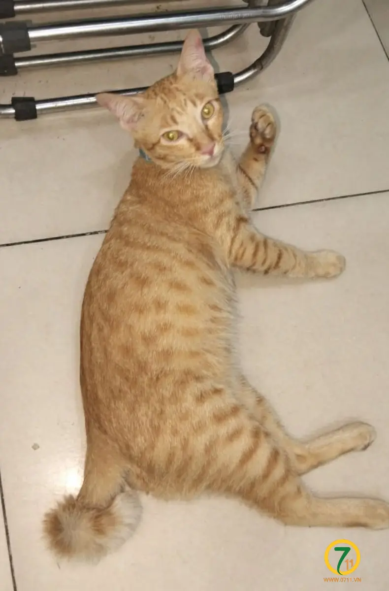 🐾tìm chuộc bé mèo cam lạc tại TP HCM