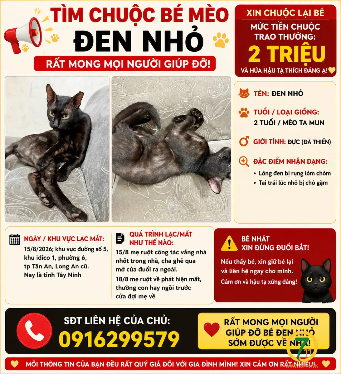 🐾 tìm chuộc bé mèo lông đen như hình lạc tại Long An