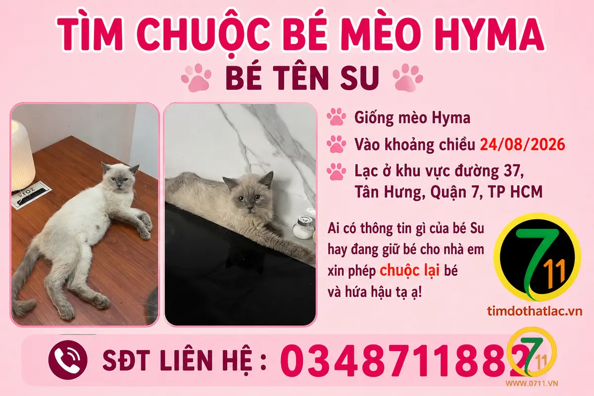🐾tìm chuộc bé mèo Hyma lạc tại TP HCM