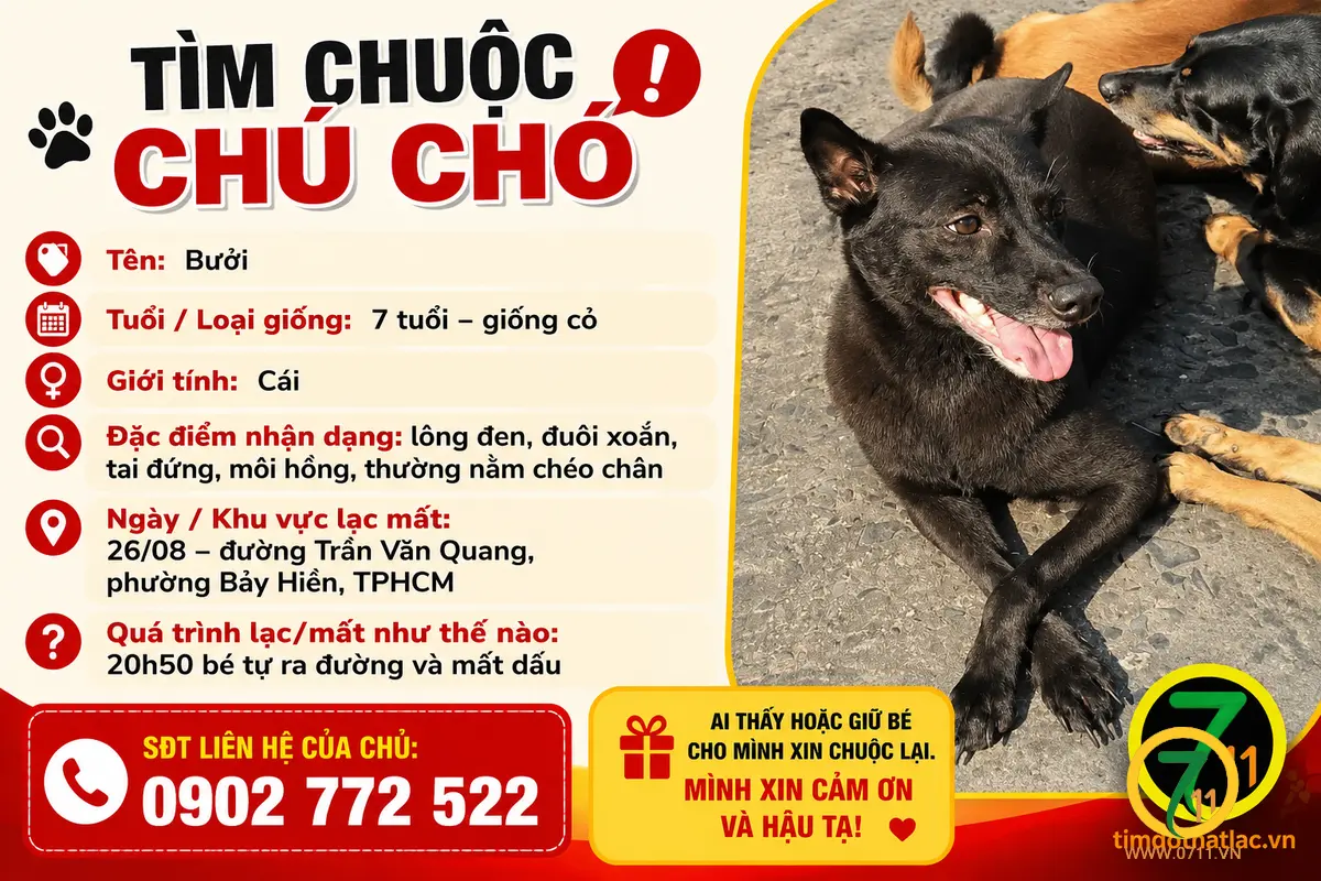 Tìm chuộc chú chó thất lạc ở Hồ Chí Minh