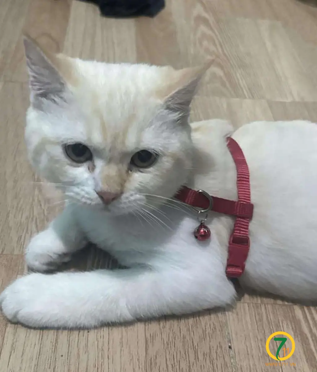 🐾 tìm chuộc bé mèo ALN lạc tại TP HCM