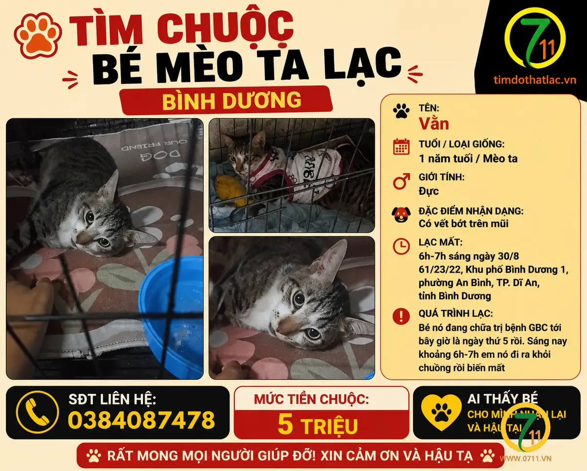 ‼️ Bình Dương: Tìm chuộc bé mèo ta lạc tại khu phố Bình Dương 1