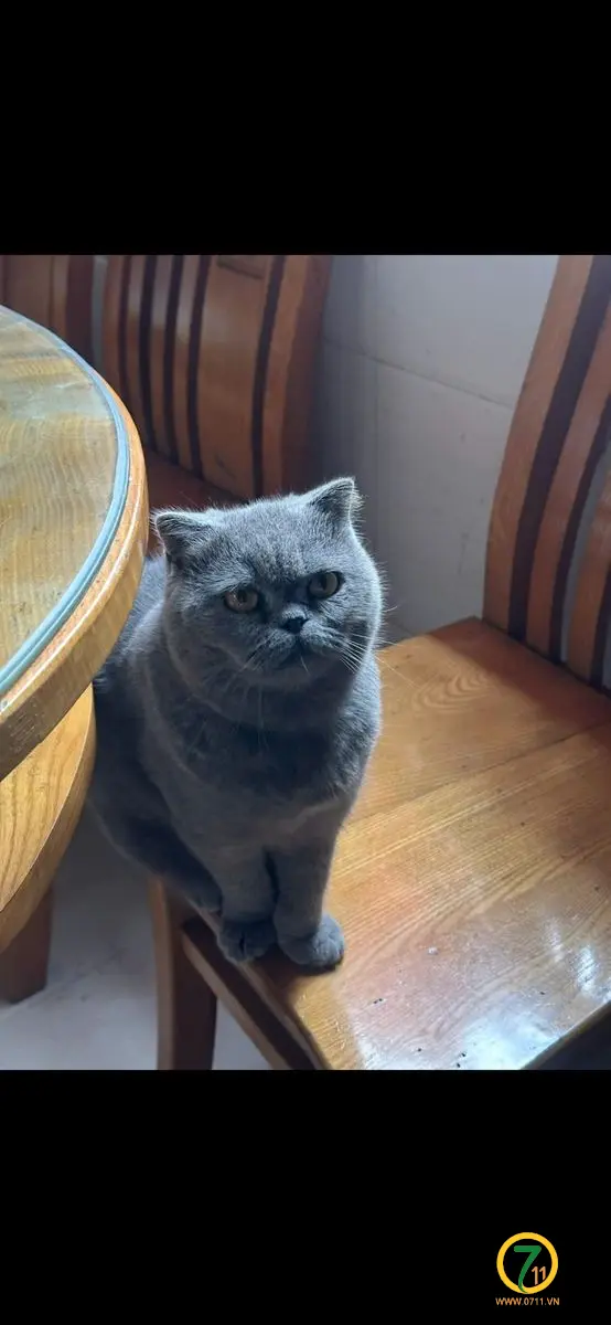Tìm bé mèo tên mon
