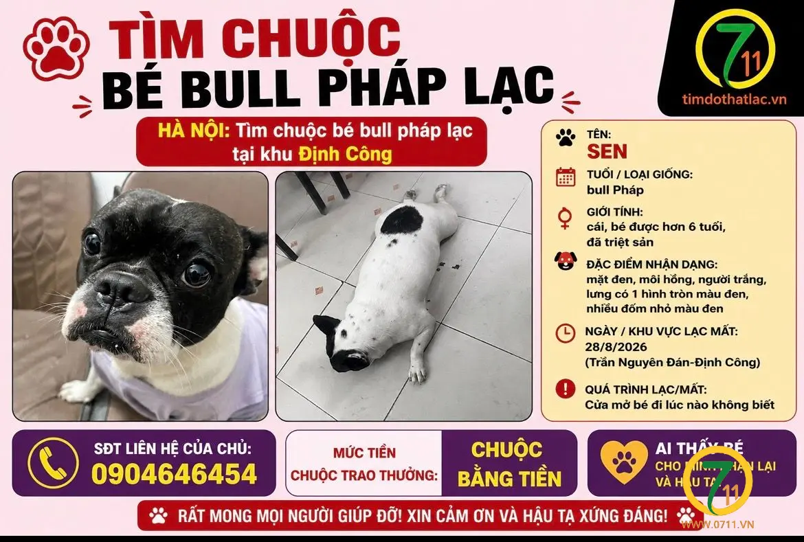 ‼️ Hà Nội: Tìm chuộc bé bull pháp lạc tại khu Định Công