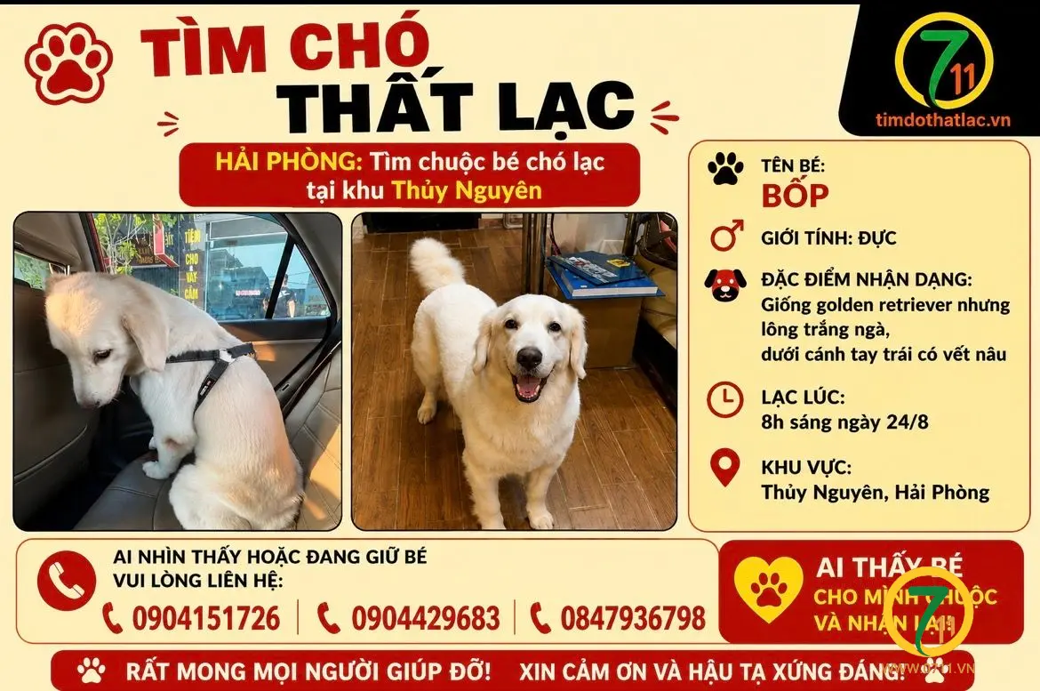 ‼️ Hải Phòng: Tìm chuộc bé chó lạc tại khu Thuỷ Nguyên