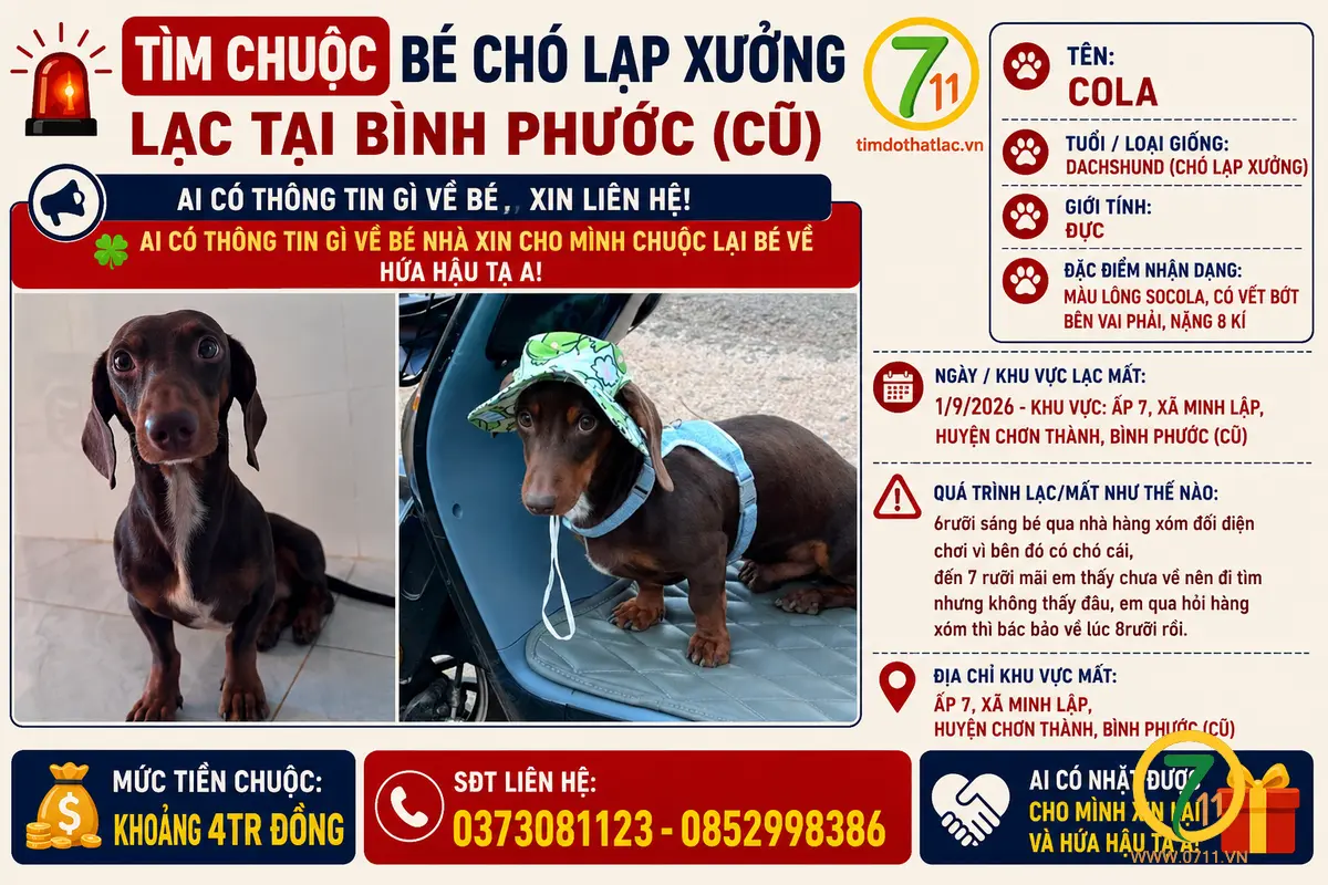 🐾tìm chuộc bé chó lạp xưởng lạc tại Bình Phước ( cũ )