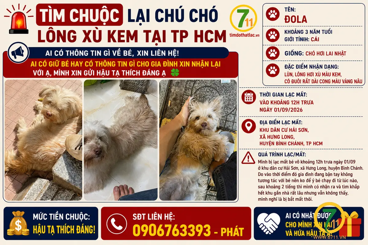 🐾 Tìm chuộc lại chú chó lông xù kem như hình tại TP HCM