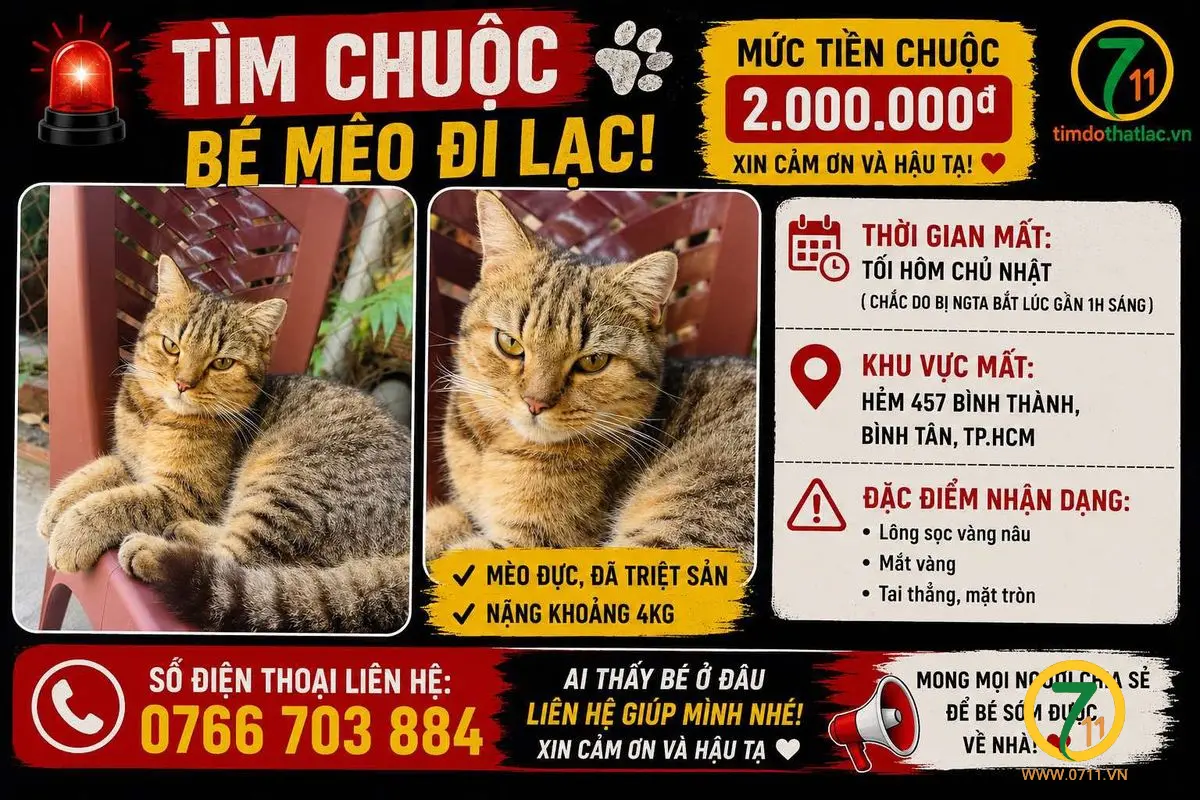 ⛔️ TÌM CHUỘC BÉ MÈO ĐI LẠC Ở BÌNH TÂN - TPHCM