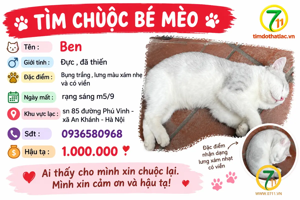Tìm chuộc bé mèo thất lạc ở Hà Nội