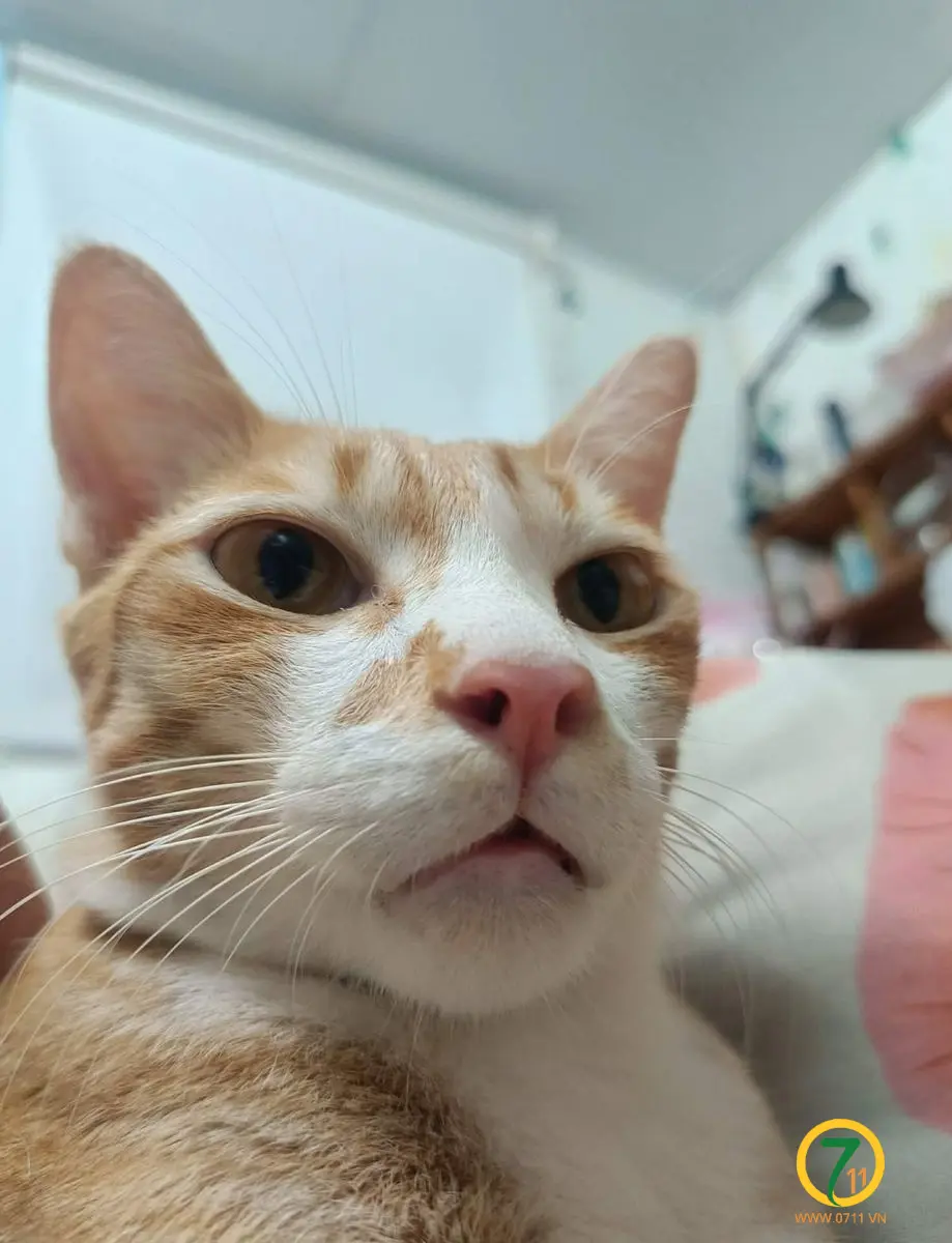 🐾tìm chuộc bé mèo lạc tại TP HCM
