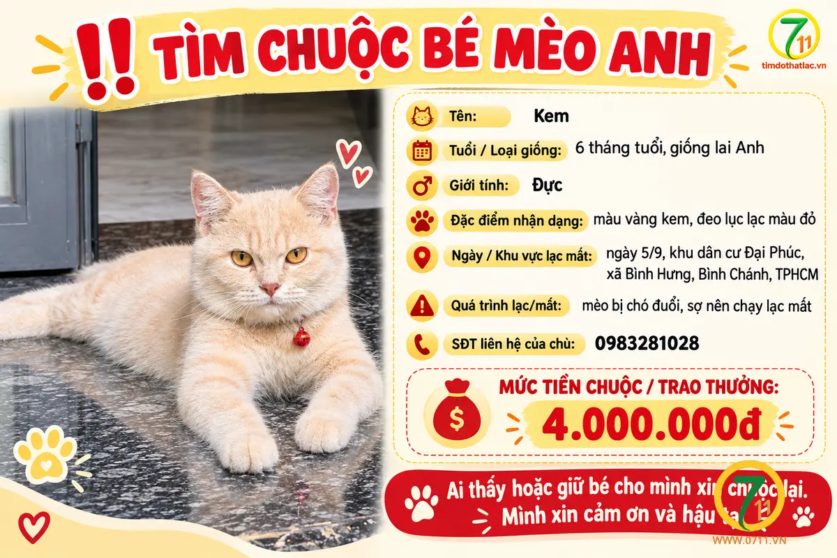 Tìm chuộc bé mèo thất lạc ở Hồ Chí Minh
