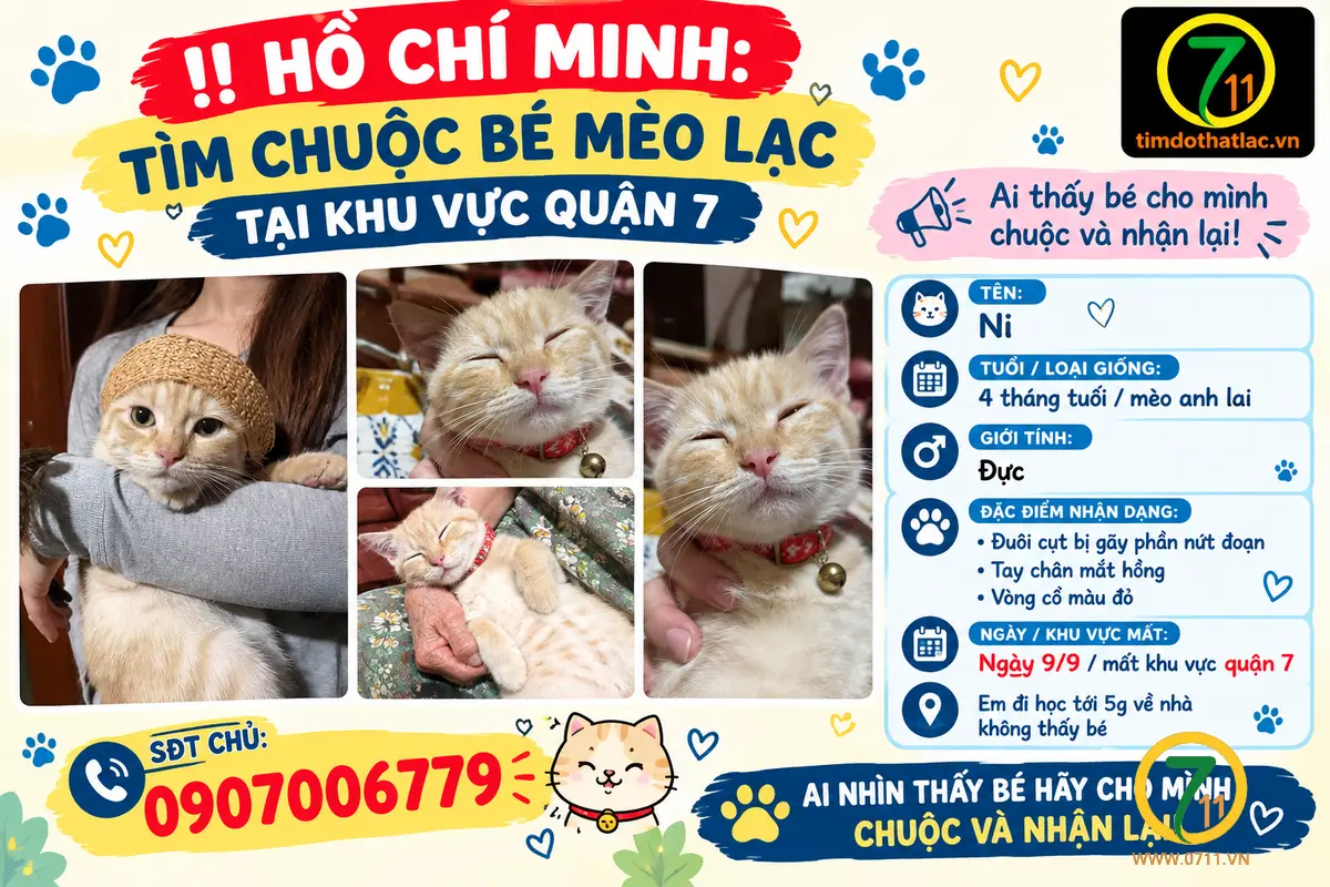 ‼️ Hồ Chí Minh: Tìm chuộc bé mèo lạc tại khu vực quận 7