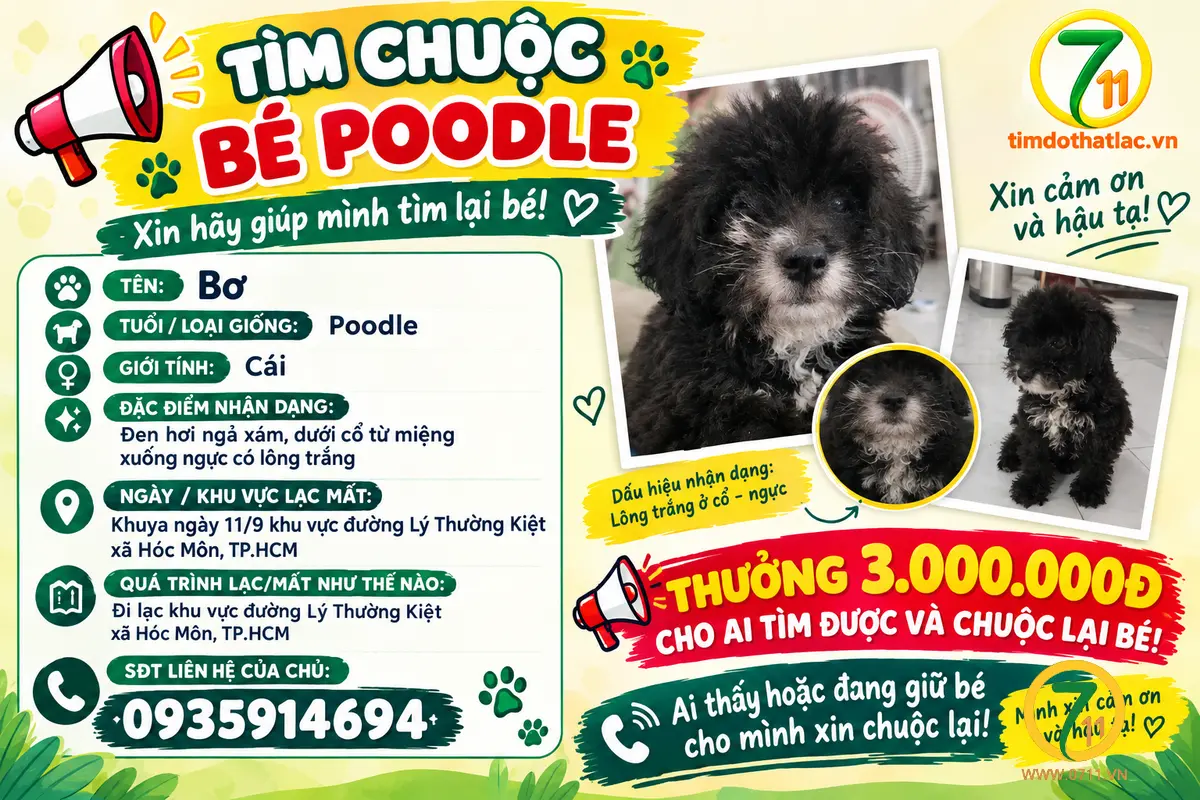 Tìm chuộc bé poodle thất lạc ở Hồ Chí Minh