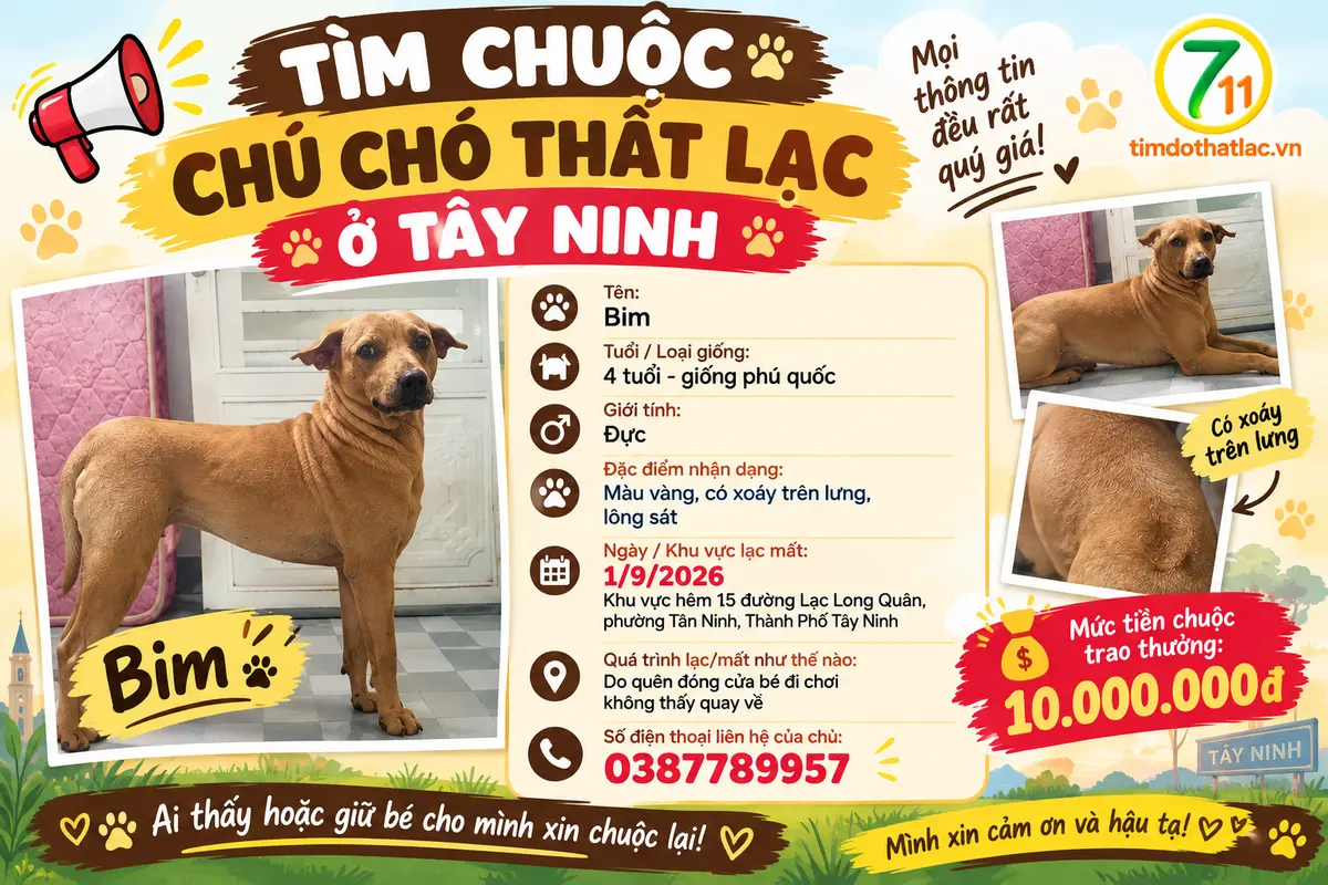Tìm chuộc chú chó Phú Quốc thất lạc ở Tây Ninh