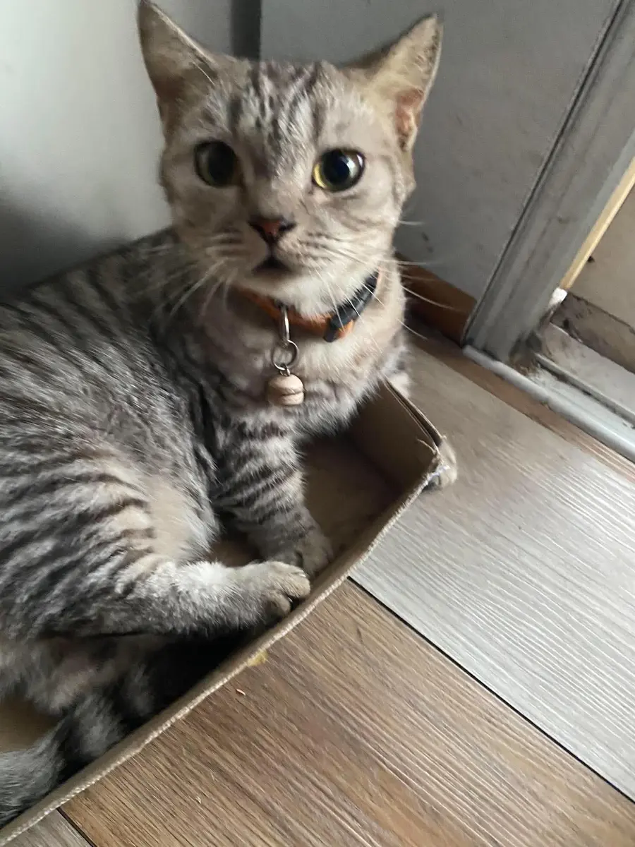 🆘 TÌM CHUỘC BÉ MÈO ĐI LẠC Ở Q2 cũ, TPHCM