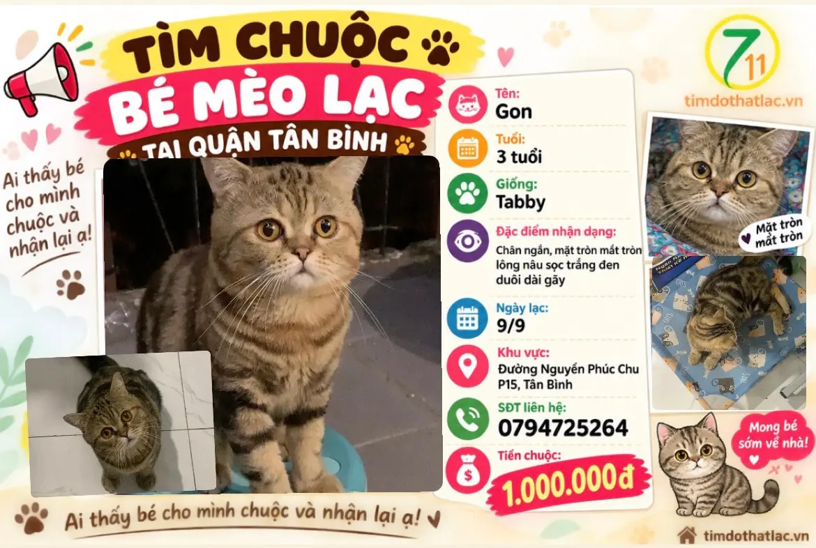 ‼️ Hồ Chí Minh: Tìm chuộc bé mèo lạc tại khu vực quận Tân Bình