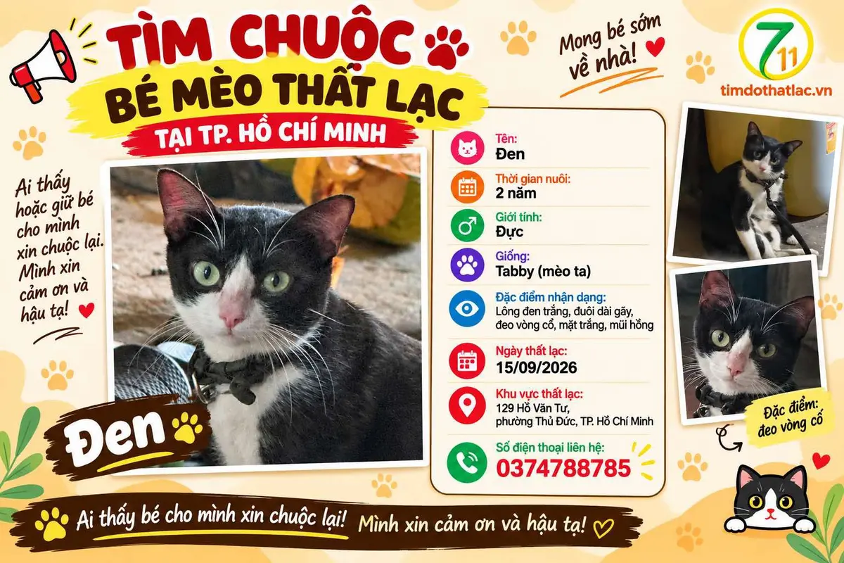 Tìm chuộc bé mèo thất lạc ở Hồ Chí Minh