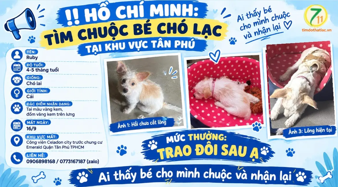 ‼️ Hồ Chí Minh: Tìm chuộc bé chó lạc tại khu vực Tân Phú