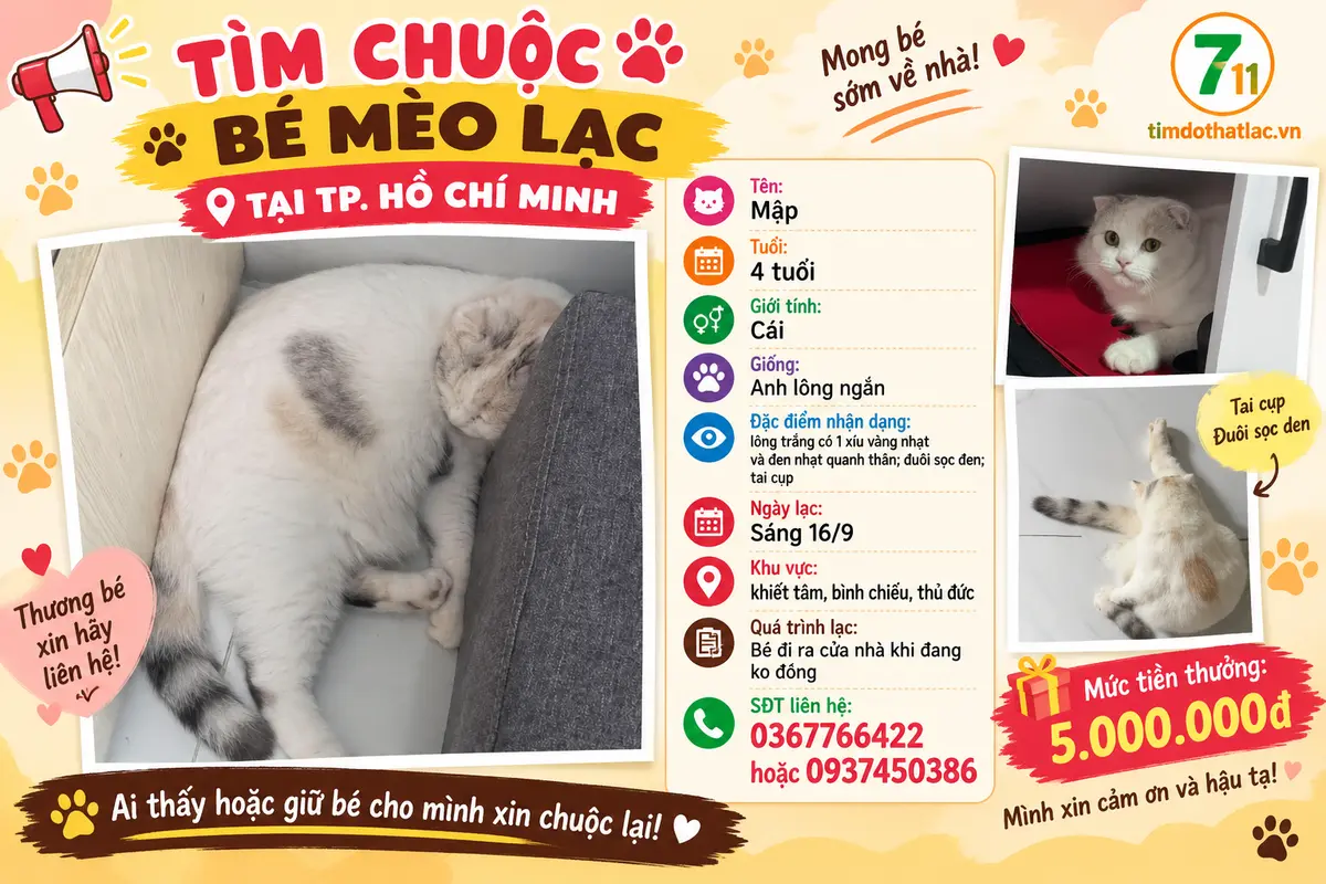 🐾tìm chuộc bé mèo ANL lạc tại TP HCM