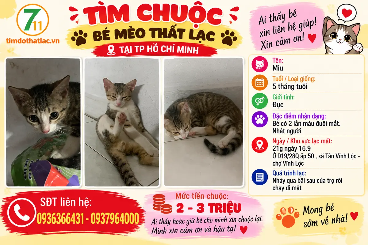Tìm chuộc bé mèo thất lạc ở Hồ Chí Minh