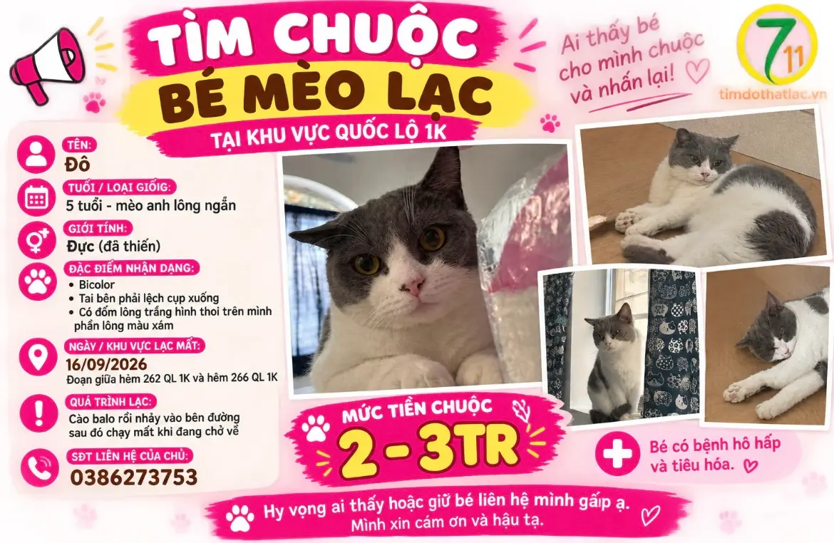 ‼️ Hồ Chí Minh: Tìm chuộc bé mèo lạc tại khu vực quốc lộ 1K