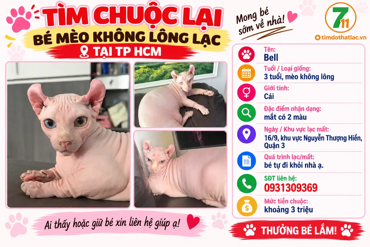 🐾Tìm chuộc lại bé mèo không lông loại như hình lạc tại TP HCM