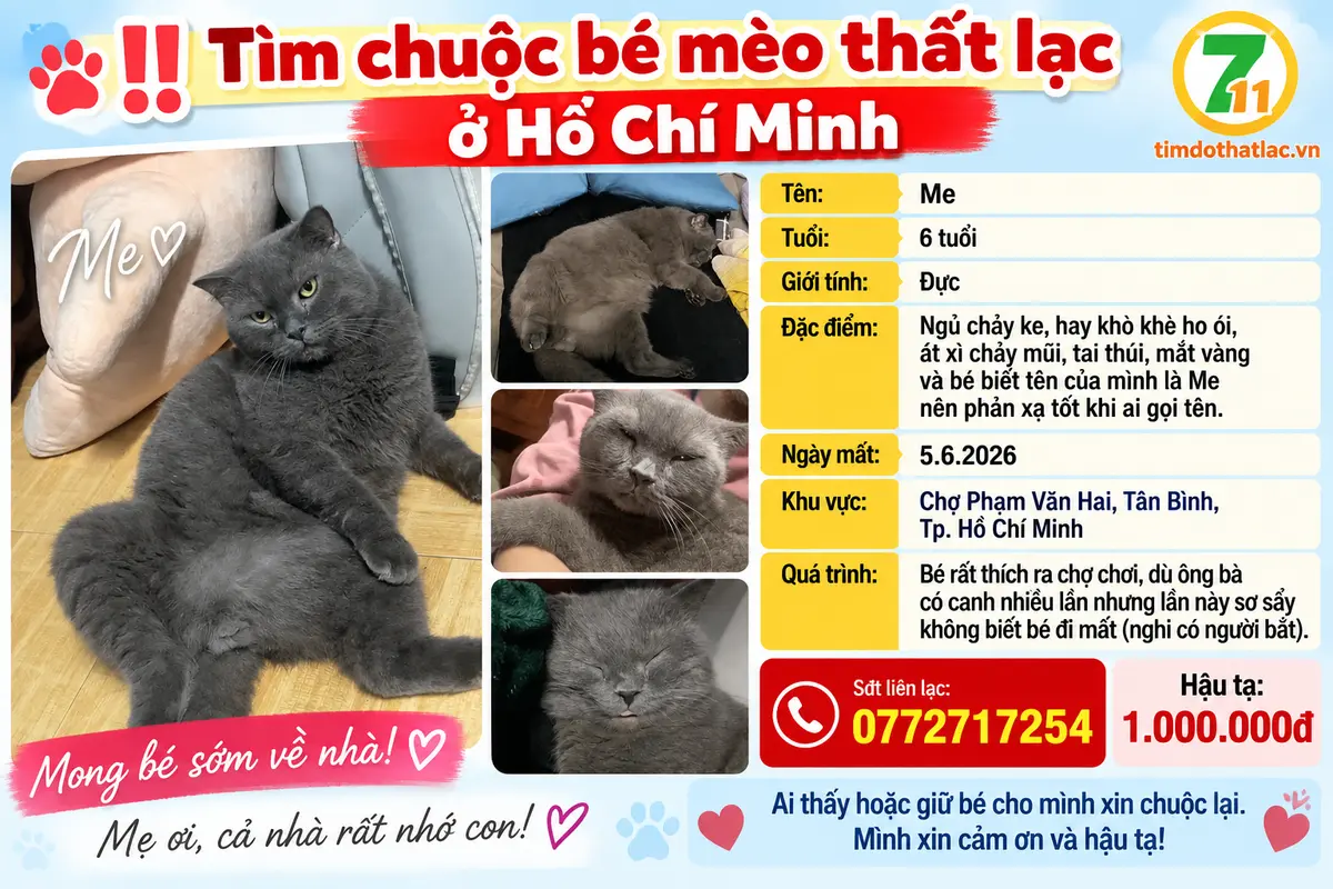 Tìm chuộc bé mèo thất lạc ở Hồ Chí Minh