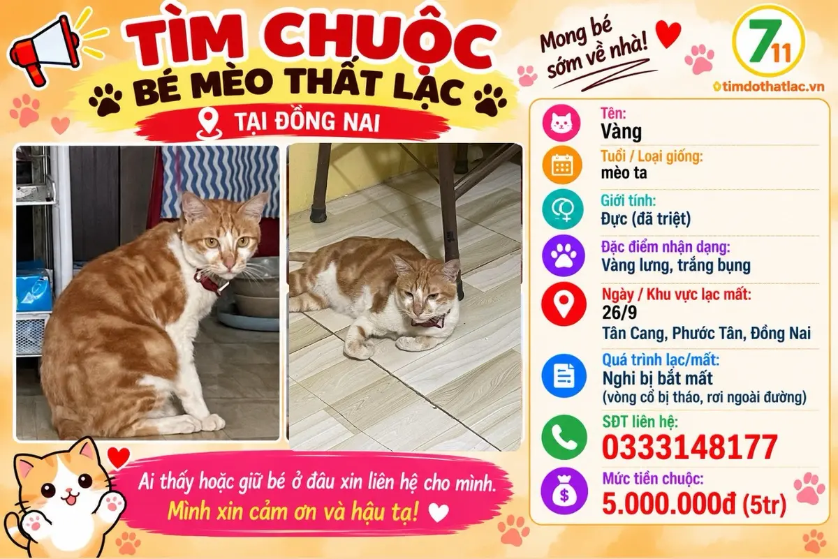 🆘 TÌM CHUỘC BÉ MÈO ĐI LẠC Ở ĐỒNG NAI