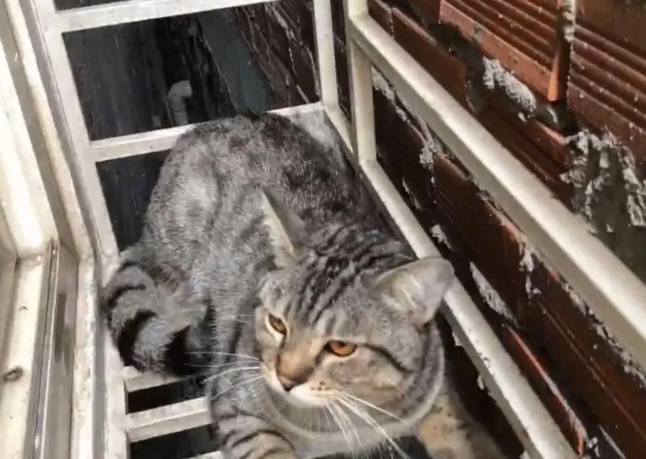 🐾tìm chuộc bé mèo lạc tại TP HCM
