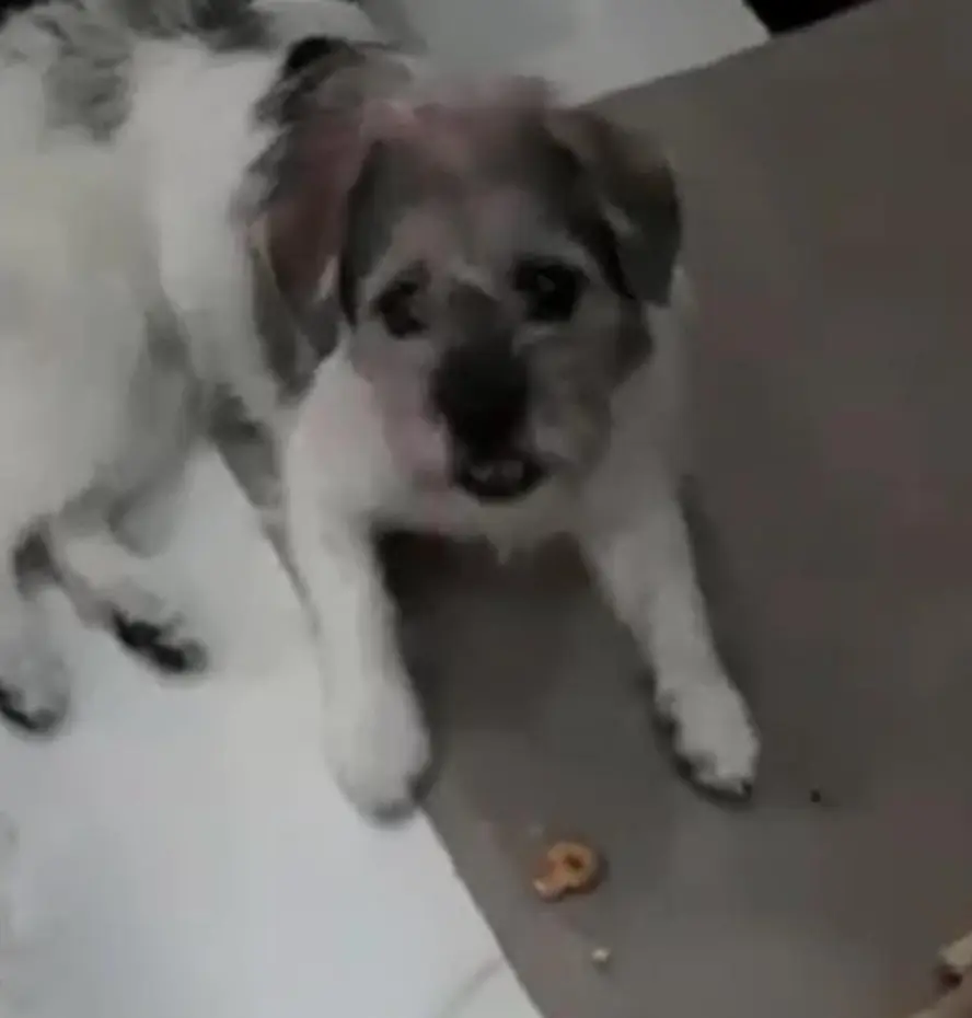 🐾tìm chuộc bé chó cỏ lông xù như hình lạc tại TP HCM